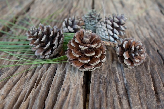 pine cone