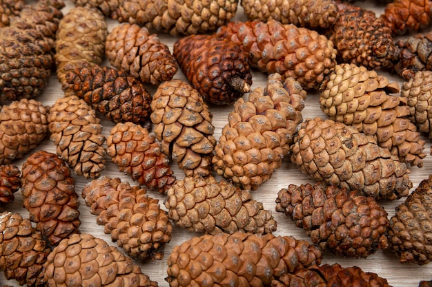 Photo pine cones background