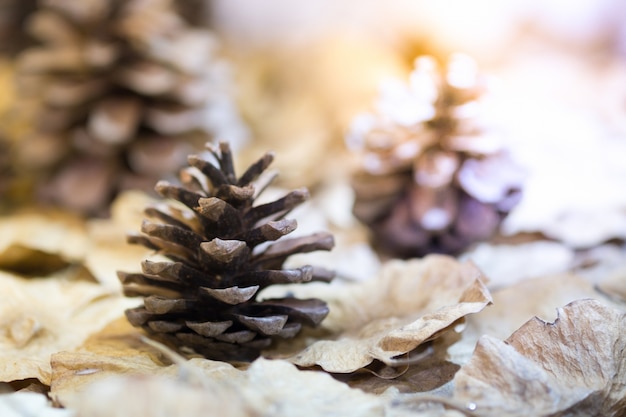 Pine cones and dried flowers, Christmas decoration