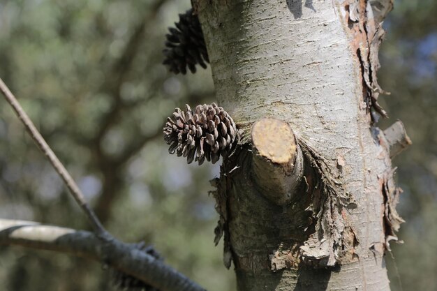 Pine cones dry up in a blue sky and green leaves background Free Photo