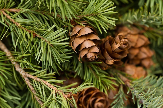 Photo pine cones on evergreen branches.