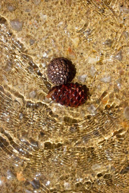 Pine cones in a flowing stream