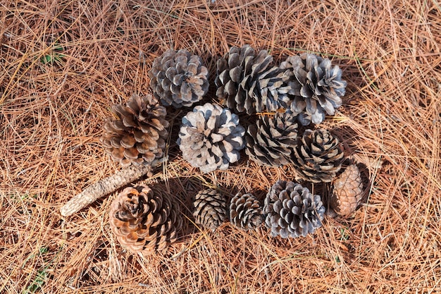 Pine cones on the ground top view