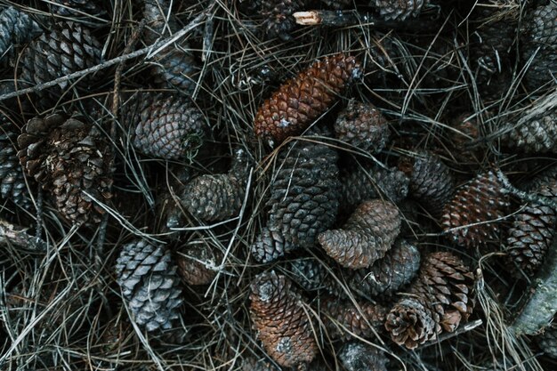 Foto coni di pino a terra