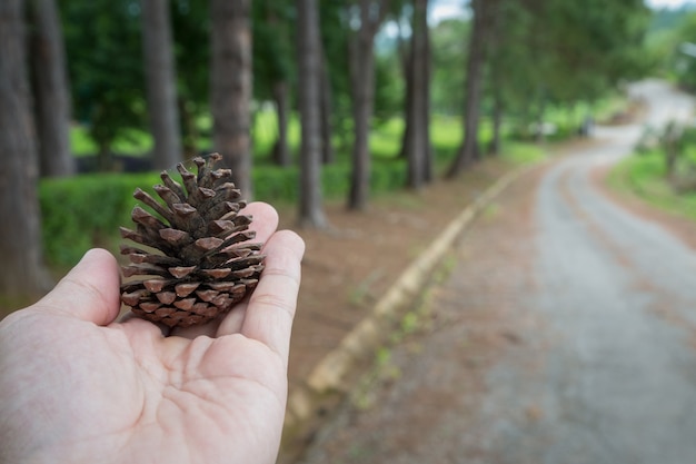 Photo pine cones in hand with pine tree background