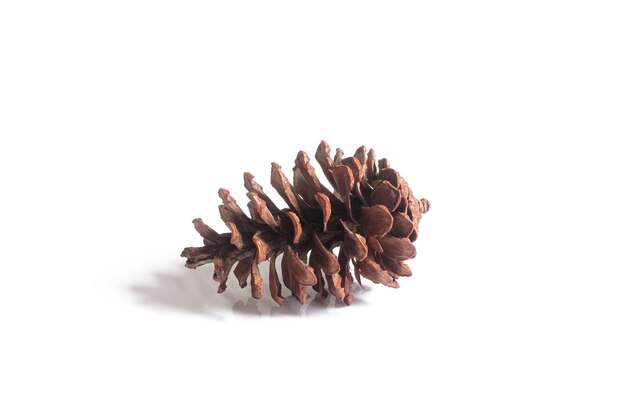 pine cones isolated on white background, christmas object equipment concept