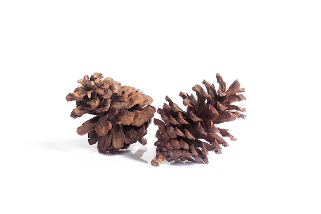 pine cones isolated on white background, christmas object equipment concept