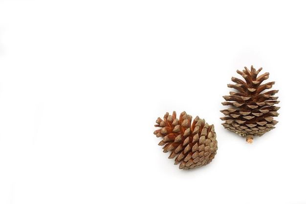 Pine cones isolated on a white background with copy space