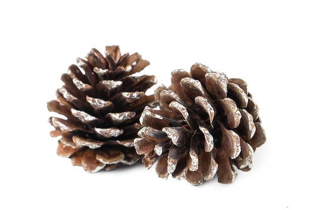 Pine cones isolated on white background