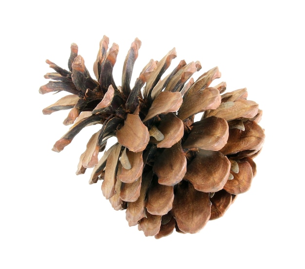 Pine cones isolated on a white background