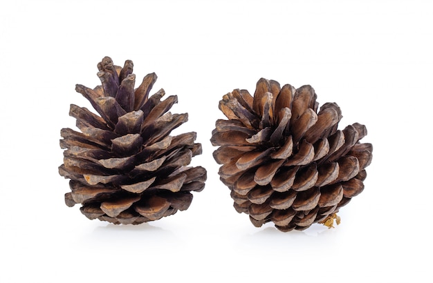 Pine cones isolated