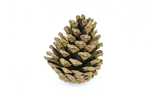 Pine cones isolated