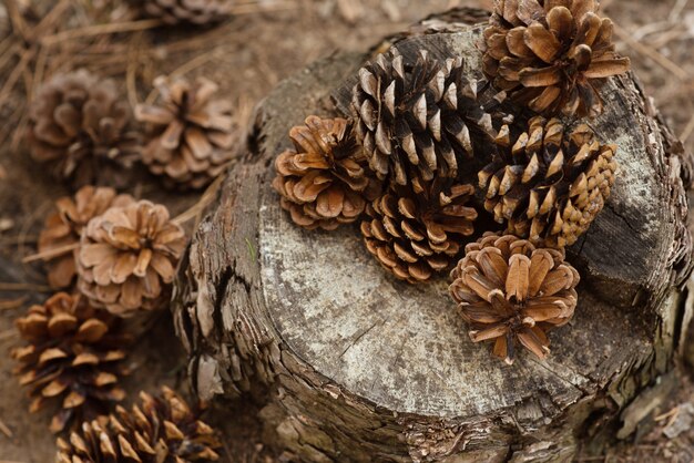 Photo pine cones lie on a stump in the forest. new year and christmas background, postcard. winter atmosphere. vintage background with beautiful big bumps close-up