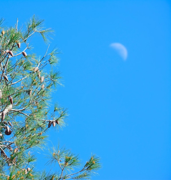 Pine cones under the moon on a clear day