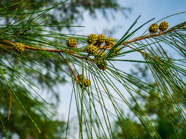 Pine cones Outdoors