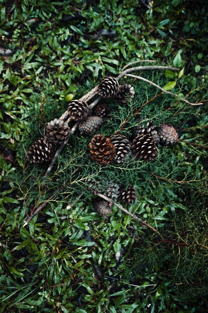 Pine cones and pine leaves in the forest,christmas decorations