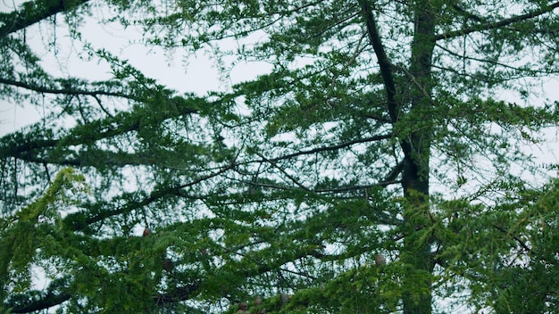 静的な雨の下の松の枝の春の雨の間松の木の木の枝の松の木