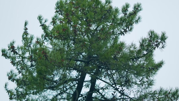 静的な雨の下の松の枝の春の雨の間松の木の木の枝の松の木