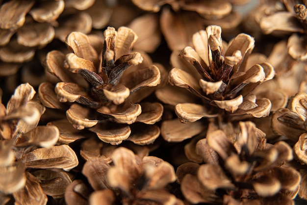 Pine cones on rustic, dark wood background.