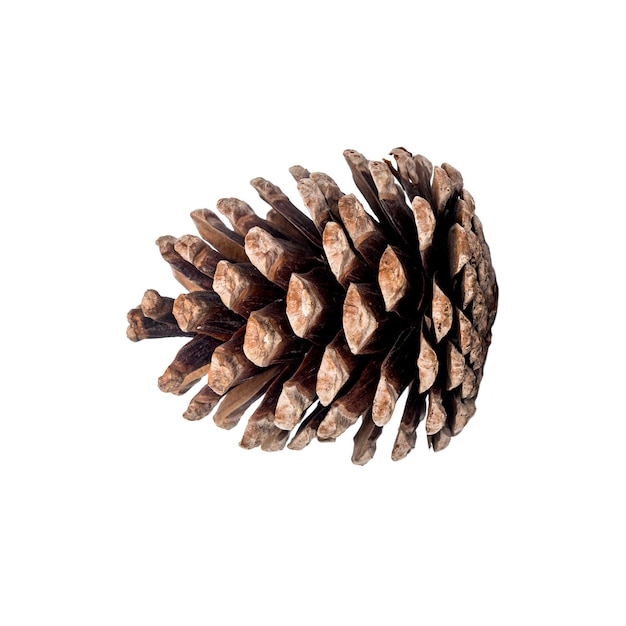 Photo pine cones on white background