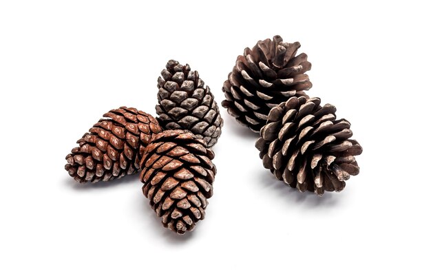 Pine cones on white background