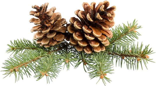 Pine cones with branch on a white background.