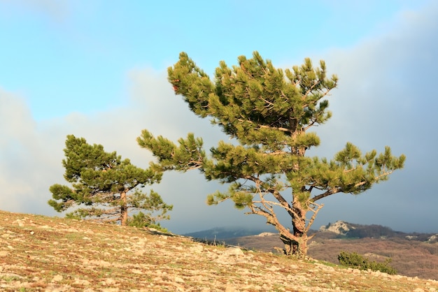 Pine conifer trees on mountainside (misty day)