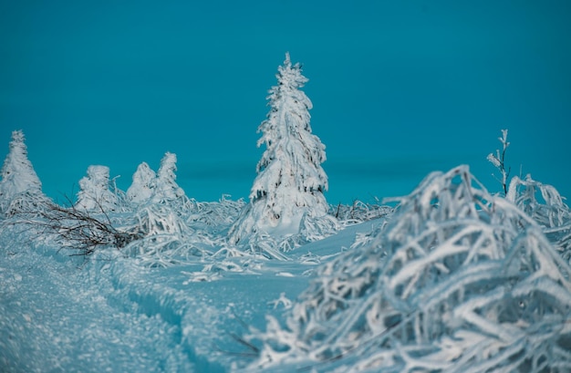 Pine covered snow christmas tree Winter scene Winter landscape with trees covered with snow hoarfrost