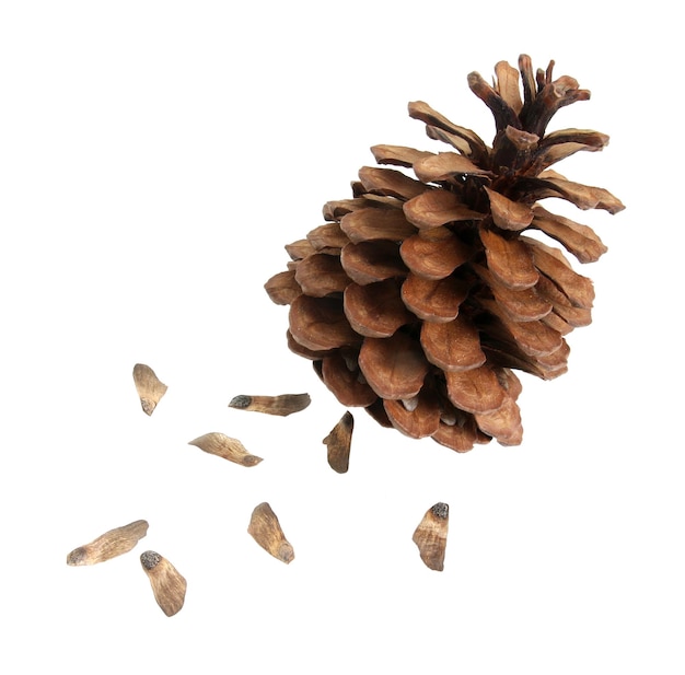 Pine fir cone with seed isolated on white background