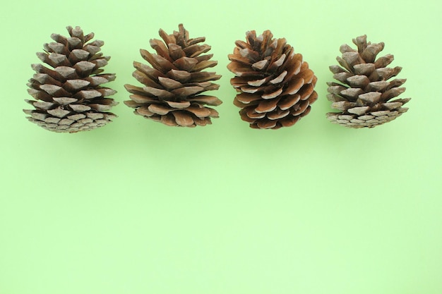 Pine fir cones of coniferous tree isolated on green background. Creative christmas holiday compositi