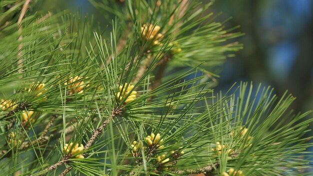 Photo pine flower surrounded by needles blooming evergreen pine tree with male pine cones pan