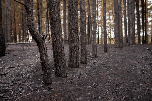 Pine forest after the forest fire