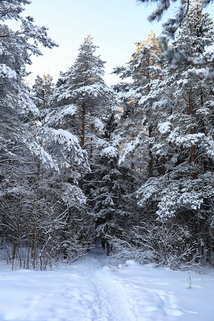 Pine forest after a heavy snow storm on a sunny winter day