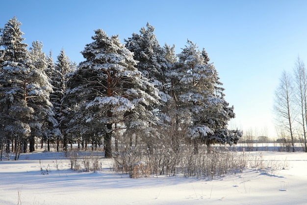 Pine forest after a heavy snow storm on a sunny winter day