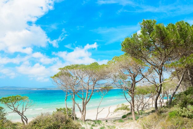 Pine forest by the shore in Maria Pia beach Alghero