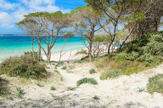 Pine forest by the shore in Maria Pia beach Alghero