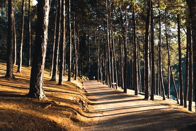 Pine forest and camping area in the morning summer