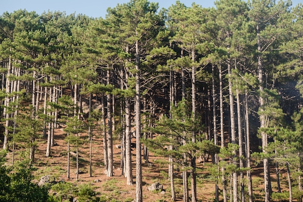 Photo pine forest coniferous forest conifers