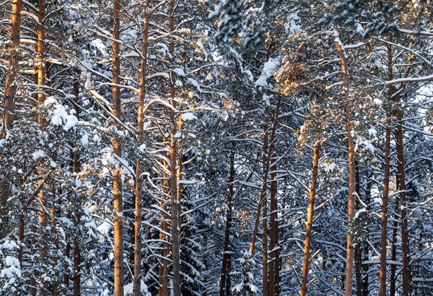 Pineta ricoperta di neve fresca durante l'inverno natale in una giornata gelida soleggiata