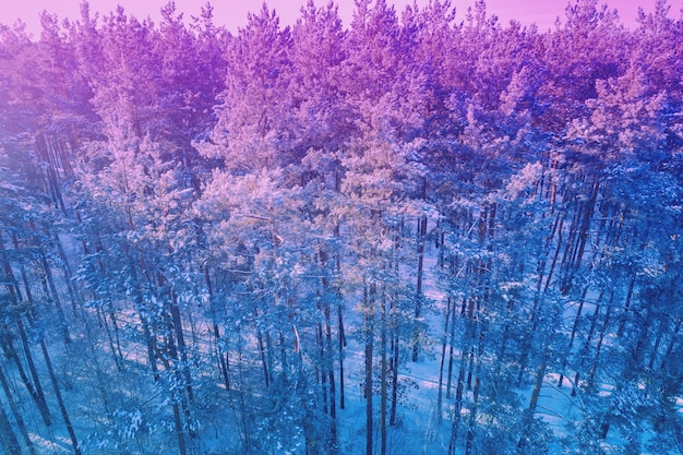 Сосновый лес, покрытый снегом Аэроскоп зимнего соснового леса Градиентный цвет
