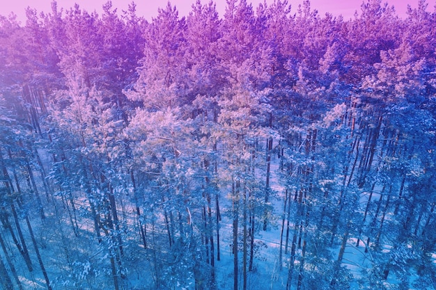 Pine forest covered with snow Aerial view of the winter pine forest Gradient color