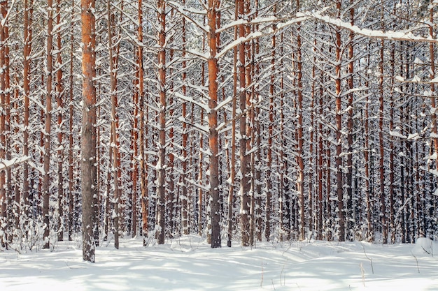 Pine forest covered with snow on sunny winter day