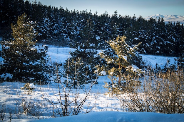 Pine forest covered with snow