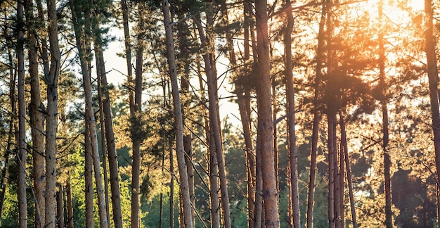 Pine forest at dawn The morning rays of the sun illuminate the tree trunks