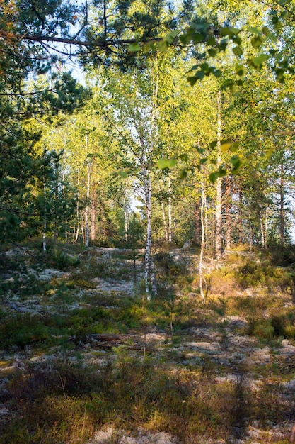 Pine forest at dawn Wildlife of Karelia