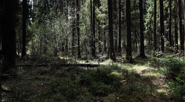 Pine forest Depths of a forest Journey through forest paths Trees without foliage in early spring Trekking through the reserve