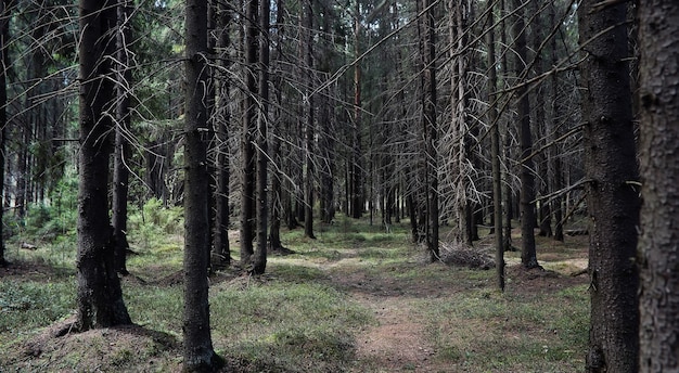 Pine forest. Depths of a forest. Journey through forest paths. Trees without foliage in early spring. Trekking through the reserve.