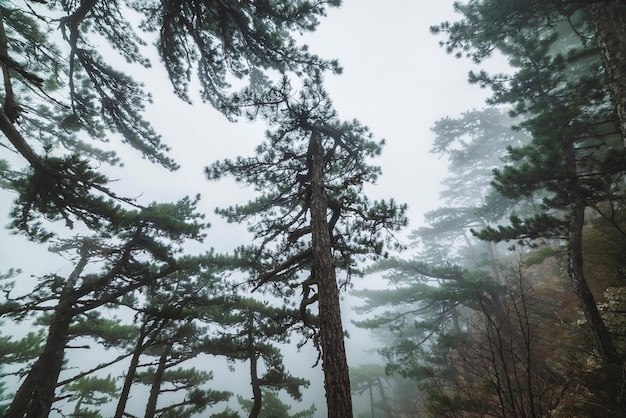 Pine forest in the fog