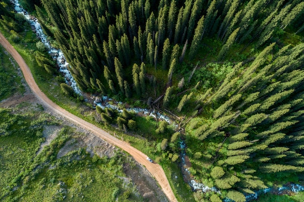 Pine forest from above, spring season, forest road and river