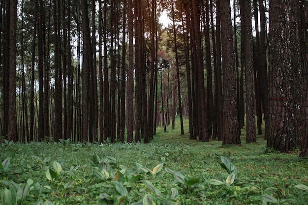 Photo pine in forest and grassland.